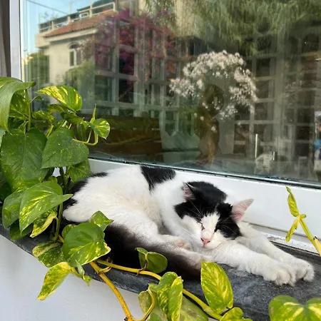 酒店 La Maggioressa 卡萨米乔拉泰尔梅